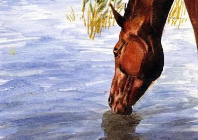 cheval dans la rivière